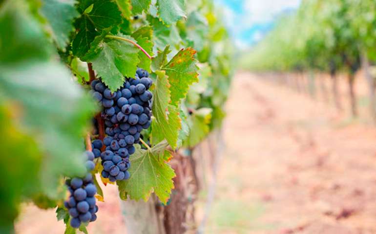 Tierra impensada para el vino